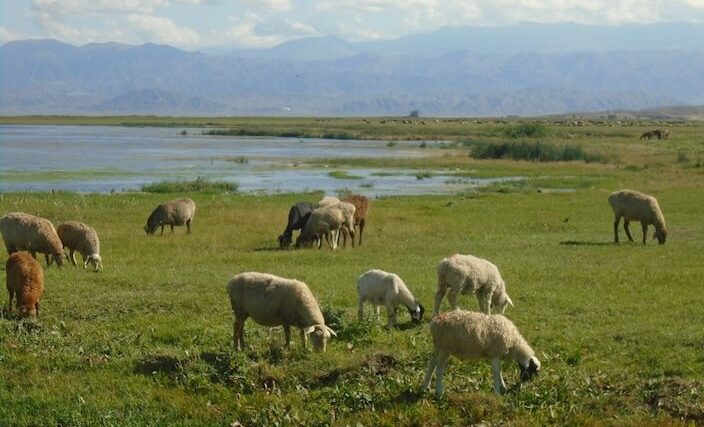 ⁨Issyk Kul⁩, ⁨Balykchy⁩, ⁨Kyrgyzstan⁩ Lake Иссык-Куль Балыкчы Ысык-Көл 巴雷克奇 伊塞克湖 バルクチ イシク・クル 발륵치 이식쿨 بالقشي إيسيك كول